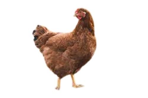 Brown Country Live Chicken Gender: Female