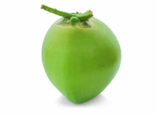 Pure And Natural Commonly Cultivated Solid Whole Young Green Coconut
