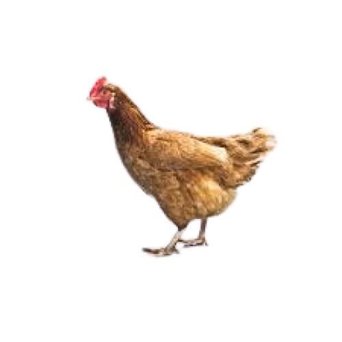 Brown Female Live Country Chicken