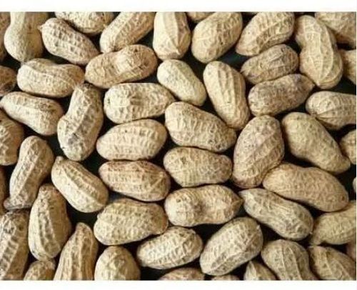 Great Source Of Dietary Fiber And Protein Groundnut Seed