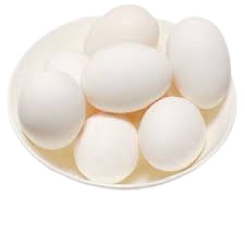 White Hatching Poultry Chicken Fresh Egg Egg Size: Standard