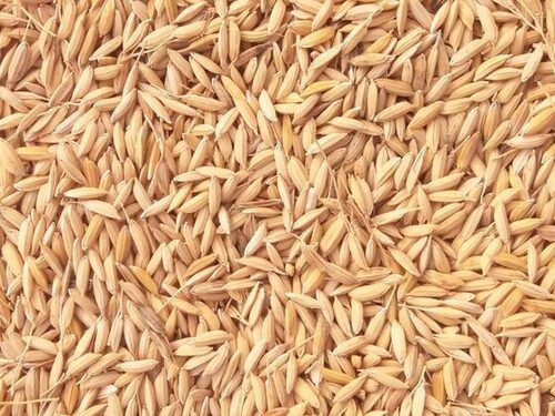 Commonly Cultivated Pure And Dried Edible Non Hybrid Paddy Seed