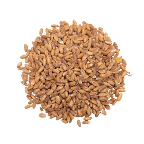 Common A Grade Brown 100% Pure Dried Wheat Seed