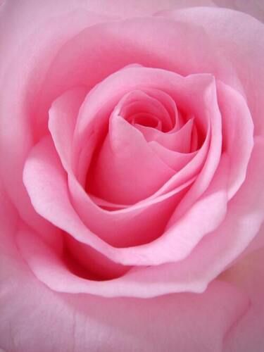 Pink Rose Flower For Gifting(Anniversary/Birthday) Purpose