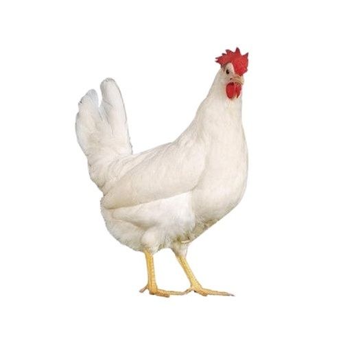 White Live Broiler Chicken