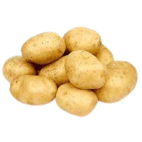 A Grade Oval Shape Fresh Potato