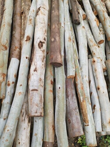 Standard Size Firewood Log Jalav Size Mix At Best Price In Dahod 