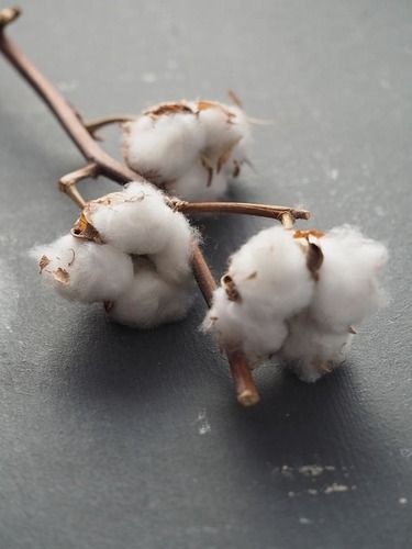 White Plain Raw Cotton For Spinning And Agricultural