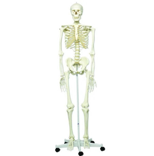 White 5.5 Foot Height Pvc Disarticulated Skeleton Model For Hospital Use