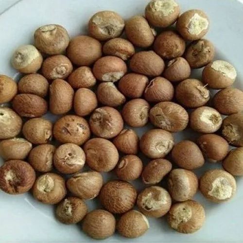 Commonly Cultivated Highly Nutritious Natural Brown Whole Betel Nuts