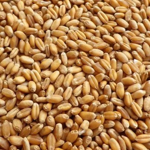 Commonly Cultivated Pure And Dried Raw Whole Wheat