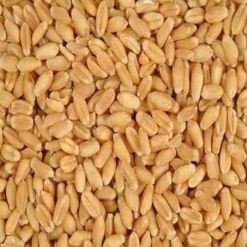 Pure And Dried Raw Whole Non Hybrid Edible Organic Wheat Seed