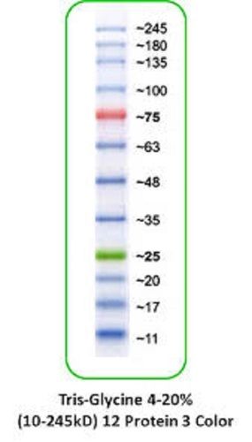 Protein Molecular Markers - Liquid Form for Protein Weight Estimation, 10-13 Bands, 3 Color Stains: Blue, Orange, Green | 2-Year Warranty for Hospital/Pathlab/Clinic Use