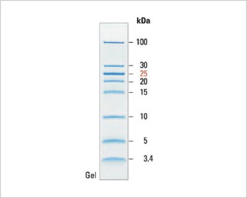 Protein Molecular Markers - Liquid Form, 10-13 Bands, Stain in Blue, Orange, Green | 2-Year Warranty, Ideal for Hospital and Pathlab Use