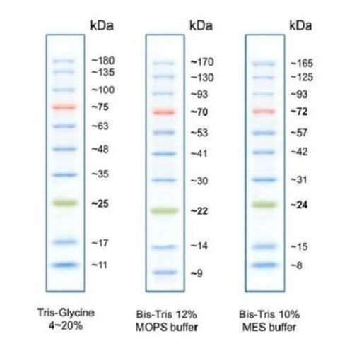 Protein Markers