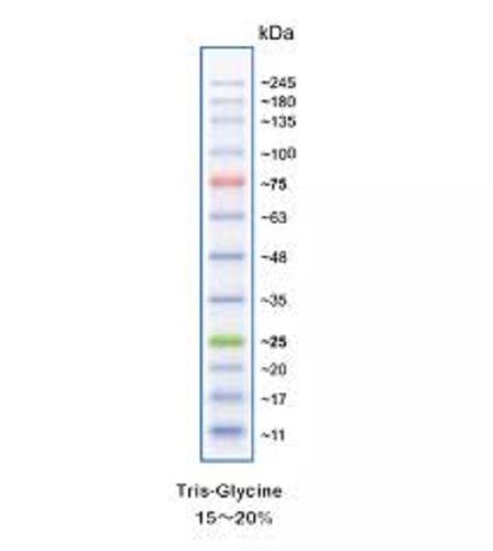 Protein Markers