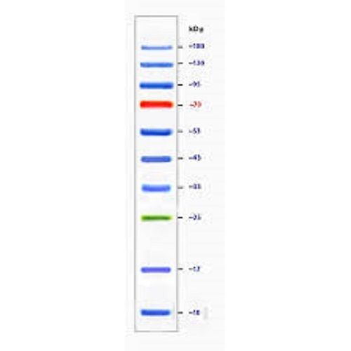 Protein Molecular Markers - Liquid Form with Molecular Weight Range 6.5a to 260 kDa, 10-13 Bands, 3-Color Stain: Blue, Orange, Green | 2-Year Warranty for Hospital/Pathlab/Clinic Use