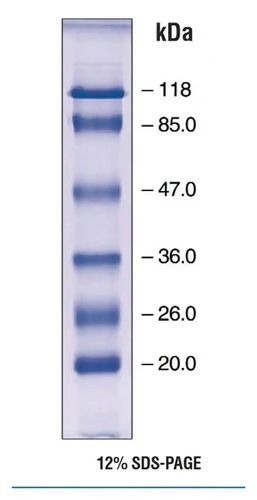 Protein Markers