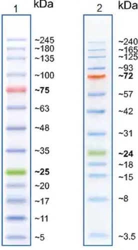 Protein Markers