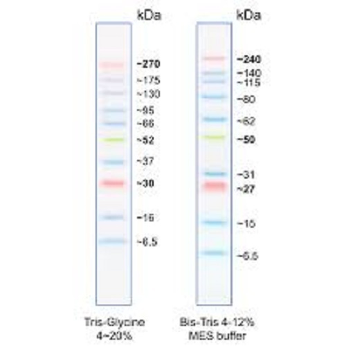 Protein Molecular Markers - 6.5a 260 kDa, Liquid Form with 3 Color Stain (Blue, Orange, Green) | 2-Year Warranty for Hospitals, Pathlabs, and Clinics