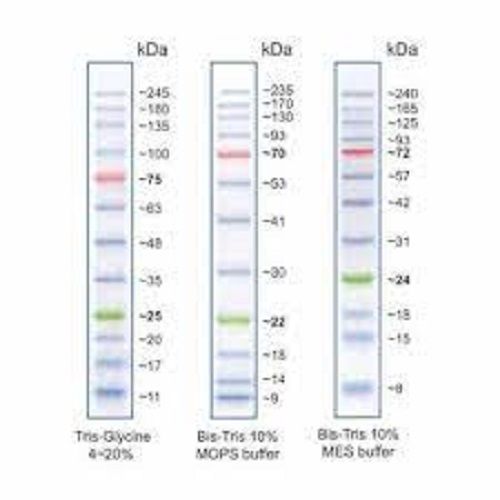 Protein Molecular Markers - Liquid Form, 6.5 to 260 kDa Range, 10-13 Bands, 3 Color Stains (Blue, Orange, Green) | Ideal for Hospital, Pathlab, Clinic, 2-Year Warranty, Monitors Western Blotting Progress