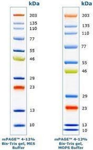 Protein Molecular Markers - Liquid Form, 6.5a 260 kDa Molecular Weight Range, 10-13 Bands, 3-Color Stain (Blue, Orange, Green), Hospital/Pathlab/Clinic Use, 2-Year Warranty