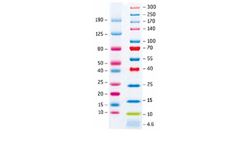 Protein Molecular Markers - 10-13 Bands, 6.5a 260 kDa Range, Blue/Orange/Green Stain | Liquid Form, -20°C Storage, 2-Year Warranty, Ideal for Hospitals/Pathlabs/Clinics
