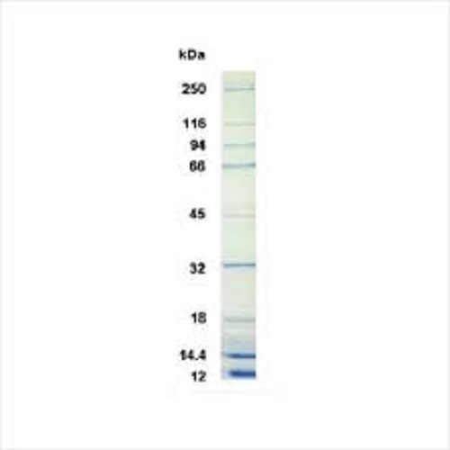 Protein Molecular Markers - Liquid Form, 6.5 to 260 kDa Range | 3 Color Stain, 10-13 Bands, 2 Year Warranty