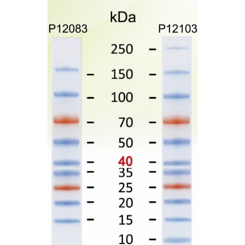 Protein Molecular Markers - Liquid Form, 6.5 - 260 kDa, 3 Color Stain: Blue, Orange, Green | 10-13 Bands, 2-Year Warranty for Hospital/Pathlab/Clinic Use