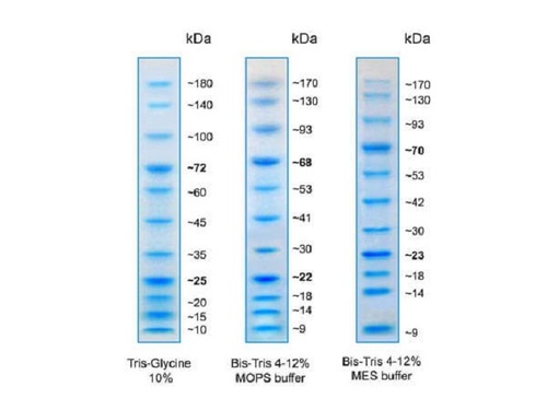 Protein Molecular Markers - Liquid Form, 6.5 to 260 kDa Weight Range, 10-13 Bands, Multi-Color Staining: Blue, Orange, Green | Ideal for Hospitals, Pathlabs, Clinics, 2-Year Warranty