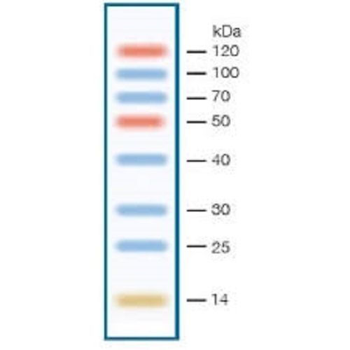 Protein Molecular Markers - Liquid Form, 10-13 Bands, 6.5 to 260 kDa Range | 3 Color Staining for Hospital and Clinic Use, 2 Year Warranty