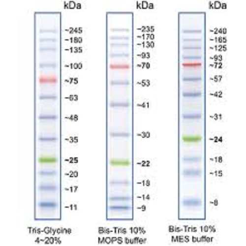 Protein Molecular Markers - Liquid Form, 10-13 Bands Range, Blue/Orange/Green Stain | 2 Years Warranty, Ideal for Hospital/Pathlab/Clinic