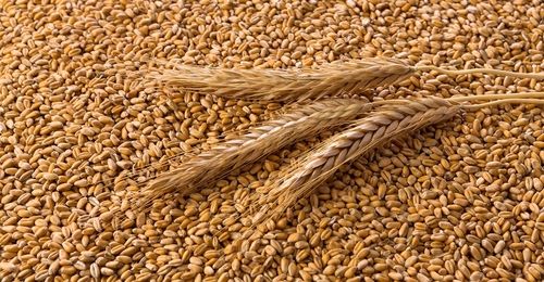 A Grade and Indian Origin Wheat