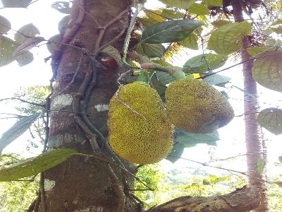 jack fruit