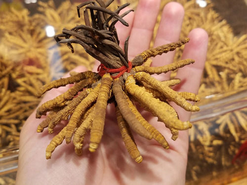 100% Pure Natural And Herbal Cordyceps Sinensis Extract