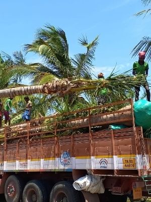 8 to 10 Feet Long Green Coconut Tree