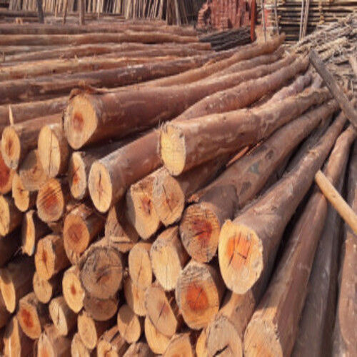 Eco Friendly Good Quality Nilgiri Wood Logs For Industrial