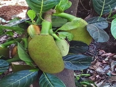 jack fruits