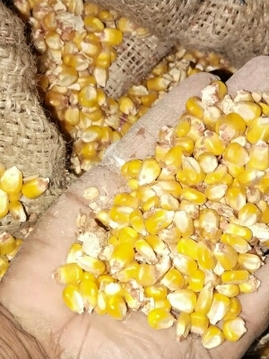 कैटल फीड ग्रेड ड्राइड एंड क्लीन येलो मक्का कॉर्न