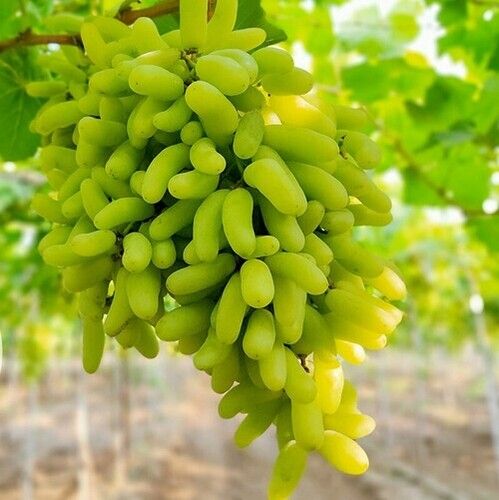 A Grade Super Sonnaka Fresh Green Grapes