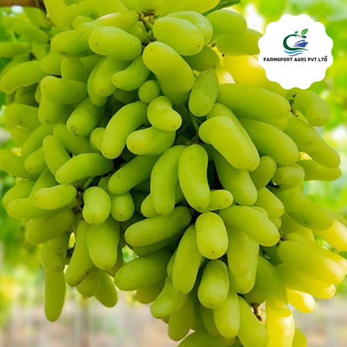 Indian Origin A Grade Green Grapes