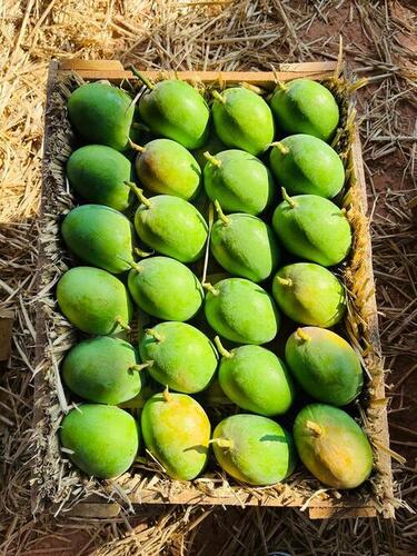  भारतीय मूल के प्राकृतिक रूप से उगाए जाने वाले हरे मीठे आम के फल