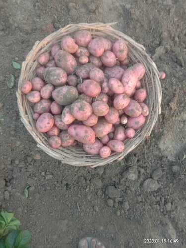 Indian Red Potato