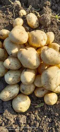 Indin Origin Naturally Grown Fresh Potato