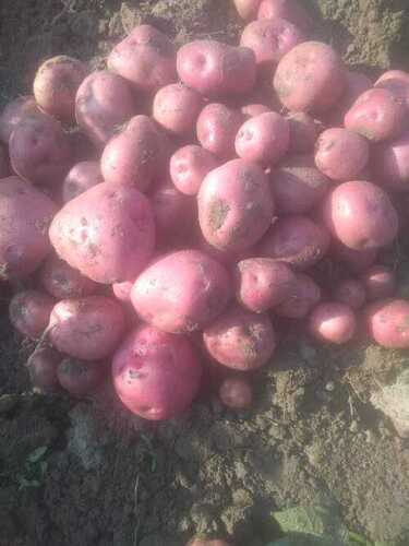 Naturally Grown A Grade Pan India Red Potatoes