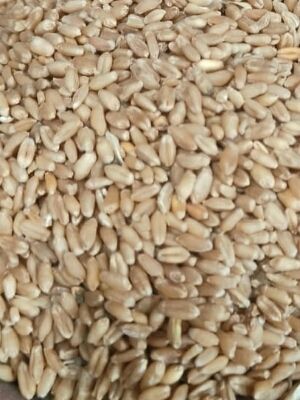 Good For Health Pesticide Free Milling Wheat Grade: B