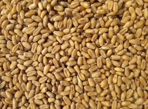 Indian Origin Naturally Grown Milling Wheat