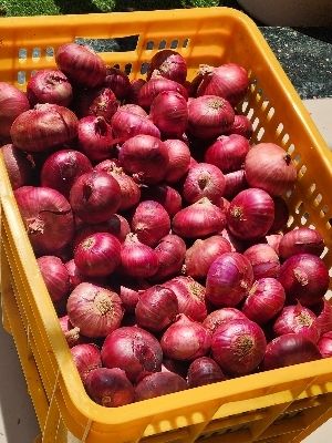 red onion