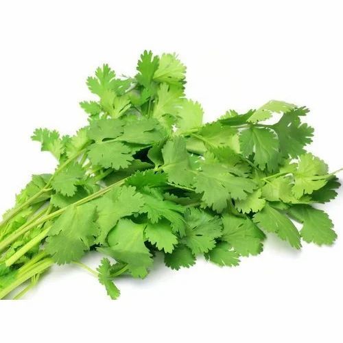 High Nutritious Coriander Leaves