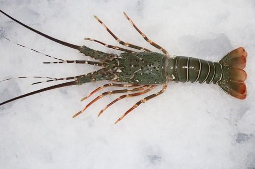 Piece Fresh Frozen Whole Lobster